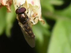 Platycheirus scutatus