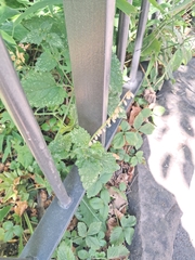 (c) petitcrabe, some rights reserved (CC BY) Scutellaria altissima, photograph (c) petitcrabe, some rights reserved (CC BY)