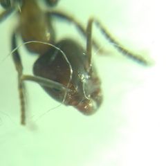 Liometopum microcephalum