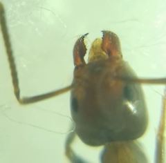 Liometopum microcephalum