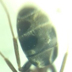 Liometopum microcephalum