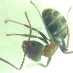 Liometopum microcephalum