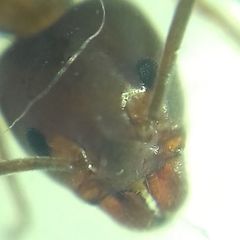 Liometopum microcephalum