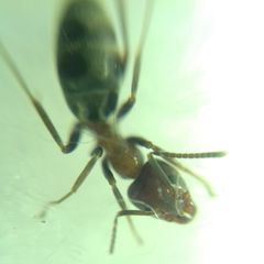 Liometopum microcephalum