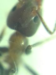 Liometopum microcephalum