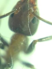 Liometopum microcephalum