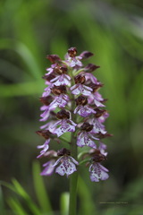 Orchis purpurea
