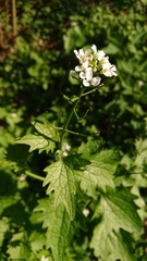 Alliaria petiolata