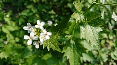 Alliaria petiolata