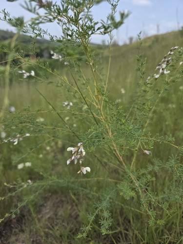 Nine-anther Prairie Clover