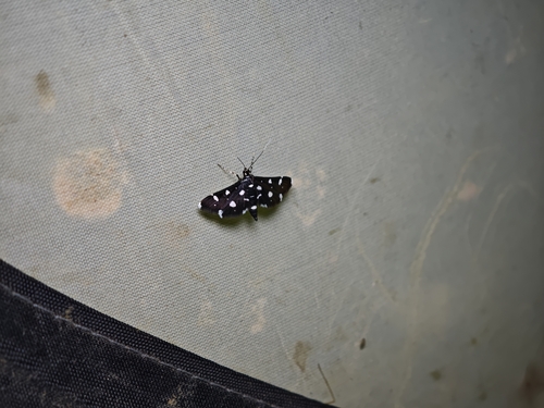 Dotted Sable