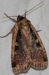 Eueretagrotis sigmoides