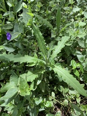 Asteraceae