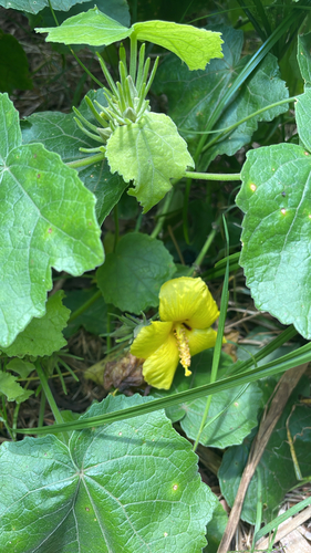 Hibiscus brackenridgei observed 2026-07-30