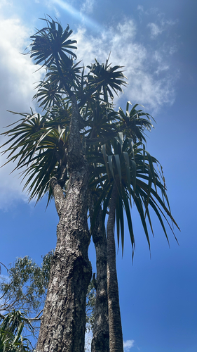 Dracaena aurea observed 2026-07-30