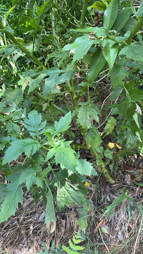 Erechtites valerianifolius observed 2026-07-30
