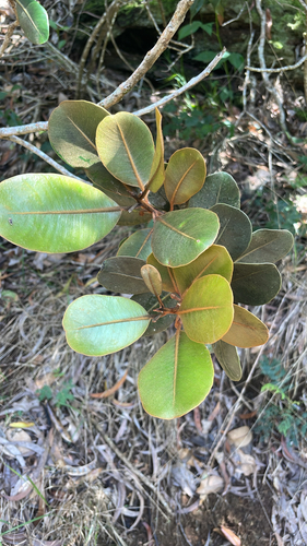 Planchonella sandwicensis observed 2026-07-30