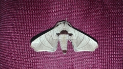 Apatelodes torrefacta