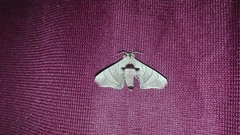 Apatelodes torrefacta