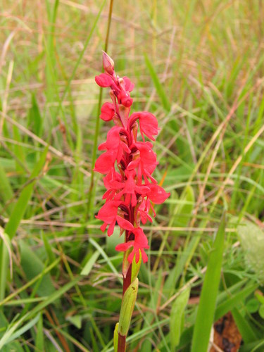 Satyrium monadenum image