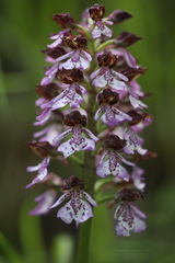 Orchis purpurea
