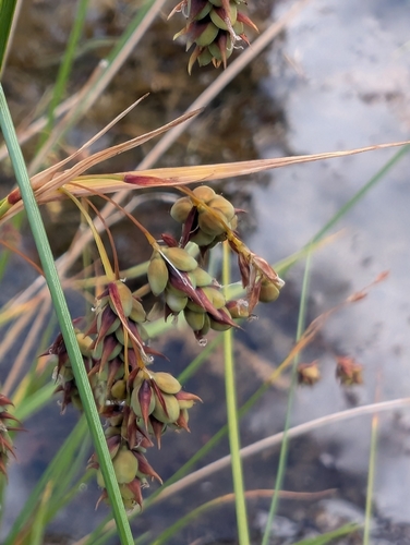 Tall Bog-sedge