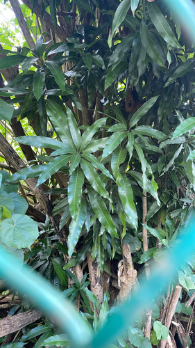 Mangifera indica observed 2026-07-29