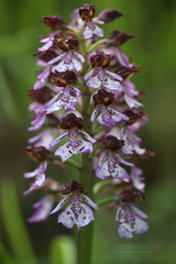 Orchis purpurea