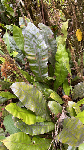 Elaphoglossum crassicaule observed 2026-07-30