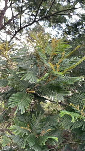 Acacia mearnsii observed 2026-07-30