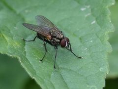 Hydrophoria lancifer