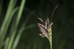 Capillipedium parviflorum