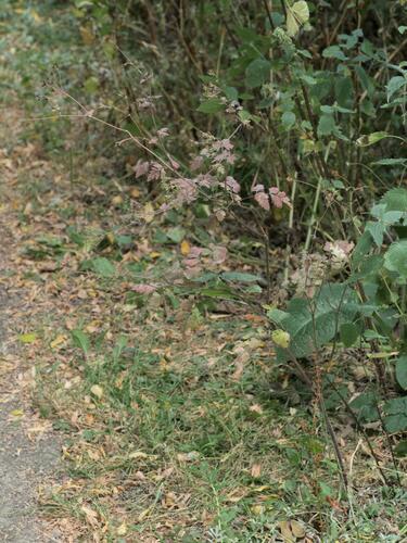 Chaerophyllum temulum, photograph 3