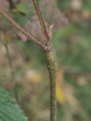 Chaerophyllum temulum, photograph (c) Daniel Cahen, some rights reserved (CC BY)