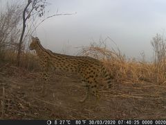 Leptailurus serval constantina