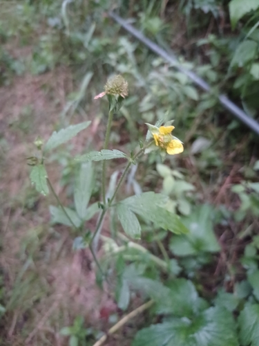 Large-leaved Avens