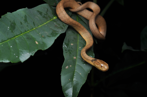 Photo of a Kuznetsovs’ Slug-eating Snake (Pareas kuznetsovorum)