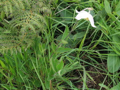 Clematis chrysocarpa
