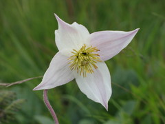 Clematis chrysocarpa