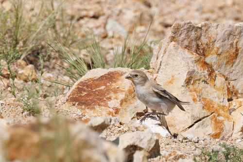 Pere David's Snowfinch (Pyrgilauda davidiana), photo 4