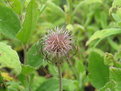 Clematis chrysocarpa
