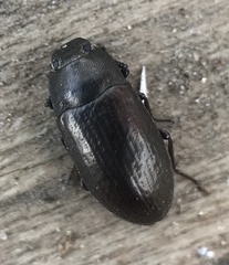 Blapstinus metallicus