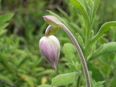 Clematis chrysocarpa