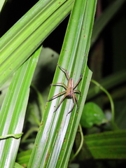 Neoctenus
