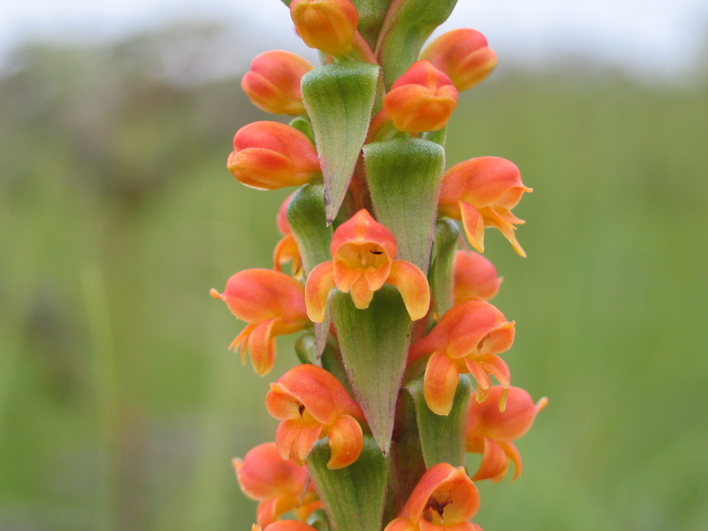 Satyrium sceptrum