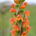 Satyrium sceptrum - Photo (c) Berit Gehrke, some rights reserved (CC BY-NC), uploaded by Berit Gehrke