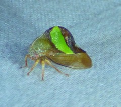 Smilia fasciata