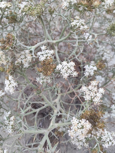 Echinophora spinosa, photograph 4