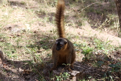 Eulemur rufifrons