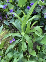 Magnoliopsida